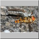 Neomochtherus geniculatus - Raubfliege mit Hainschwebfliege 01b - Niedringhaussee.jpg